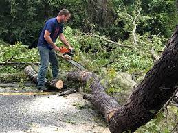 Best Fruit Tree Pruning  in Alb, IA