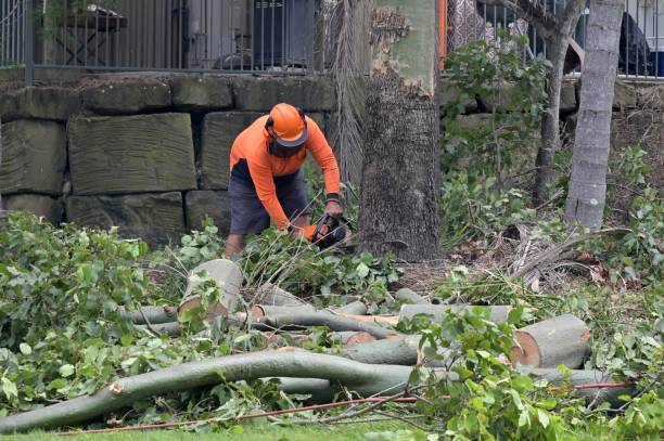 Best Arborist Consultation Services  in Alb, IA